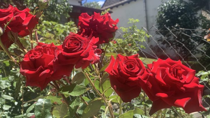 El secreto mejor guardado de la cosmética orgánica y ecológica